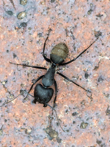 Sugar Ant (Camponotus aeneopilosus) (Camponotus aeneopilosus)